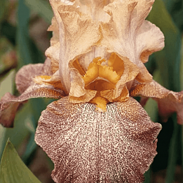 Ирис германский Speckles Size