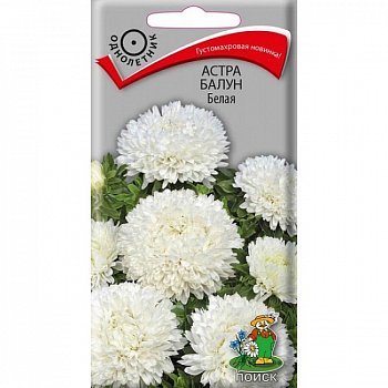 Астра Балун Белая