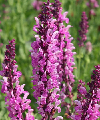 Сальвия дубравная Роуз Квин НАБОР 2ШТ