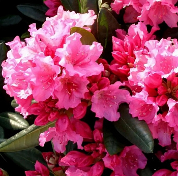 Рододендрон гибридный Ян II Собеский