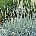 Элимус песчаный  Blue Dune