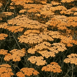 Тысячелистник обыкновенный Terracotta