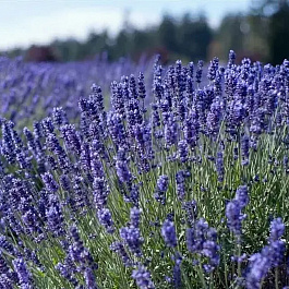 Лаванда узколистная Синева