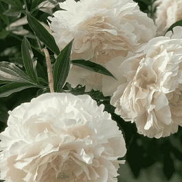 Пион Молочноцветковый Solange