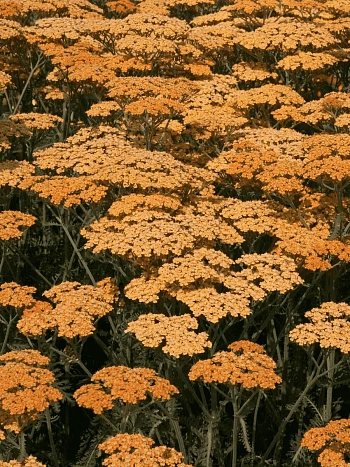 Тысячелистник обыкновенный Terracotta