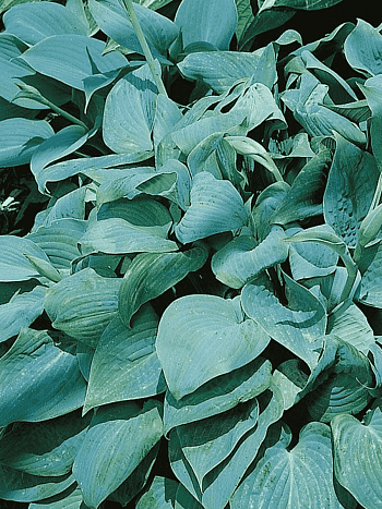 Хоста Зибольда True Blue
