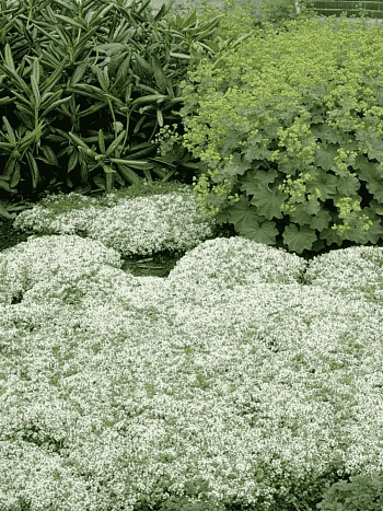 Тимьян ранний Albiflorus