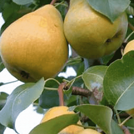 Груша Кафедральная