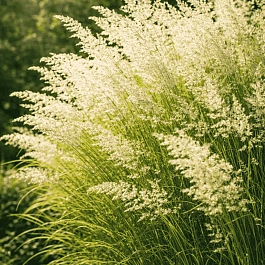 Вейник остроцветковый Waldenbuch