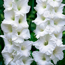 Гладиолус крупноцветковый Эссеншл