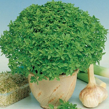 Базилик овощной Шалун