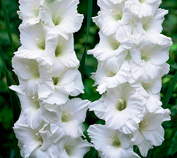 Гладиолус крупноцветковый Эссеншл