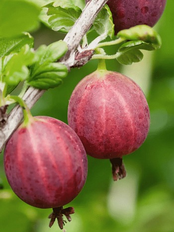 Крыжовник Каменяр