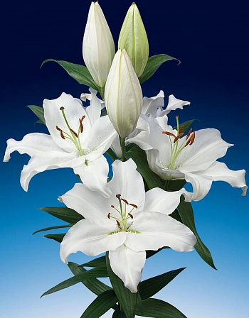 Лилия восточная Северн