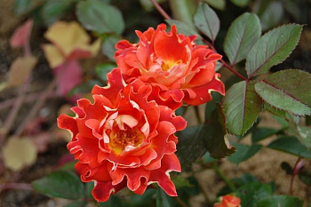 Роза Раффлс флорибунда Шоколад Раффлс