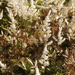 Астильба японская Bronzelaub