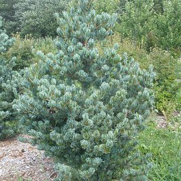 Сосна парвифлора Глаука