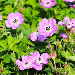 Герань (Аистов клюв) гибридная Bloom Time