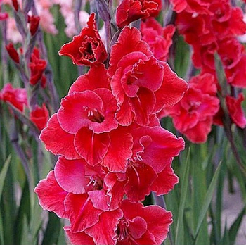 Гладиолус крупноцветковый Афтершок