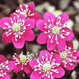 Печеночница японская Pink Forest Hybrids