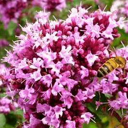 Душица Vitara Cascata Green