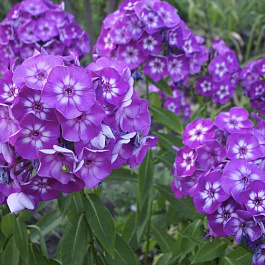 Флокс метельчатый Успех