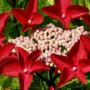 Гортензия крупнолистовая Ротшванц