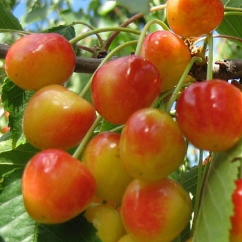 Черешня Барыня