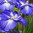 Ирис мечевидный Gusto