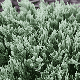 Можжевельник горизонтальный Turquoise Spreader