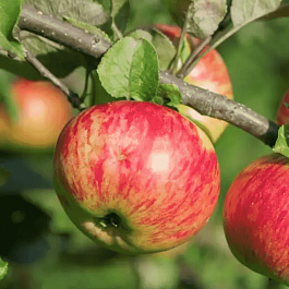 Яблоня Медуница