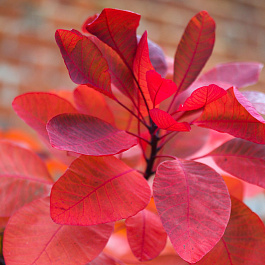 Скумпия кожевенная Грейс