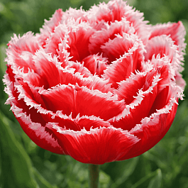 Тюльпан Brest