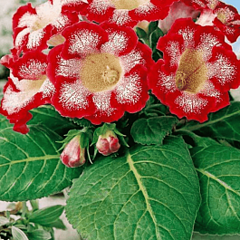 Глоксиния Tigrina Red