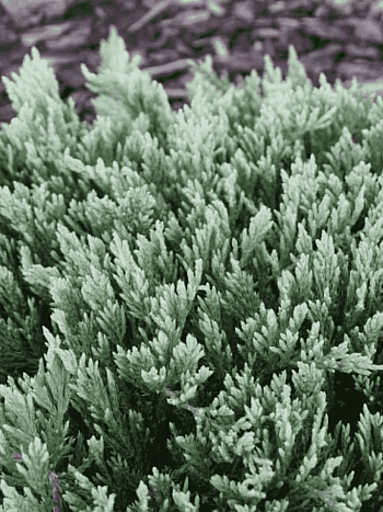 Можжевельник горизонтальный Turquoise Spreader