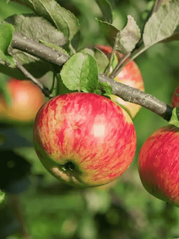 Яблоня Медуница