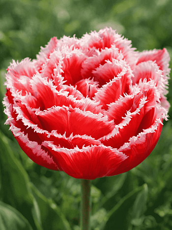 Тюльпан Brest