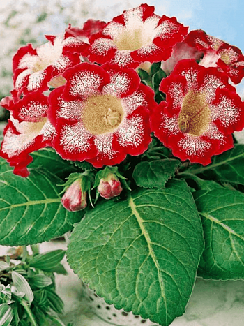 Глоксиния Tigrina Red