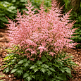 Астильба простолистная Inshriach Pink