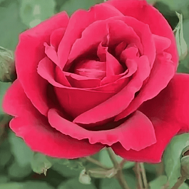 Роза чайно-гибридная Аю-Даг