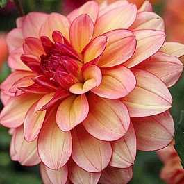 Георгина Декоративная Рохайд