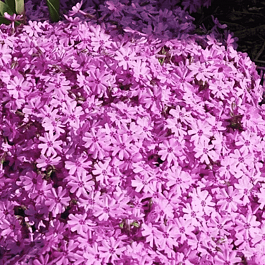 Флокс шиловидный Fort Hill