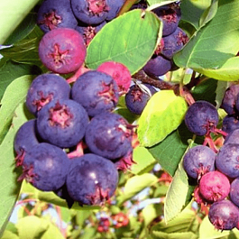 Ирга канадская Mandan