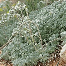 Полынь кавказская