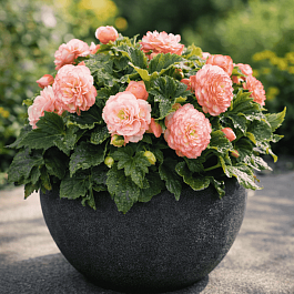 Бегония клубневая Nonstop Rose Picotee