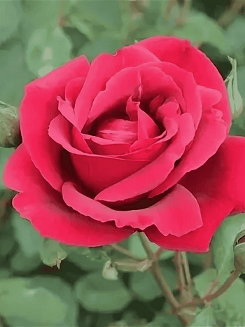 Роза чайно-гибридная Аю-Даг