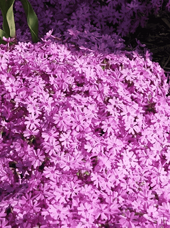 Флокс шиловидный Fort Hill