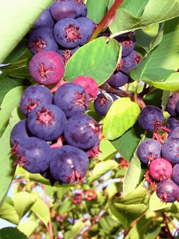 Ирга канадская Mandan