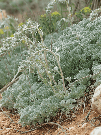 Полынь кавказская