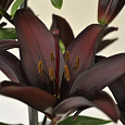 Лилия азиатская Дарк Секрет